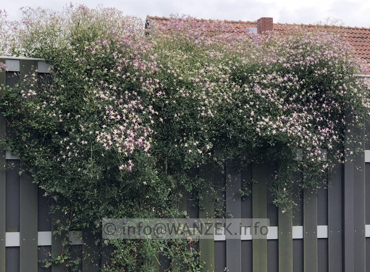 Clematis triternata Rubromarginata 03.jpg